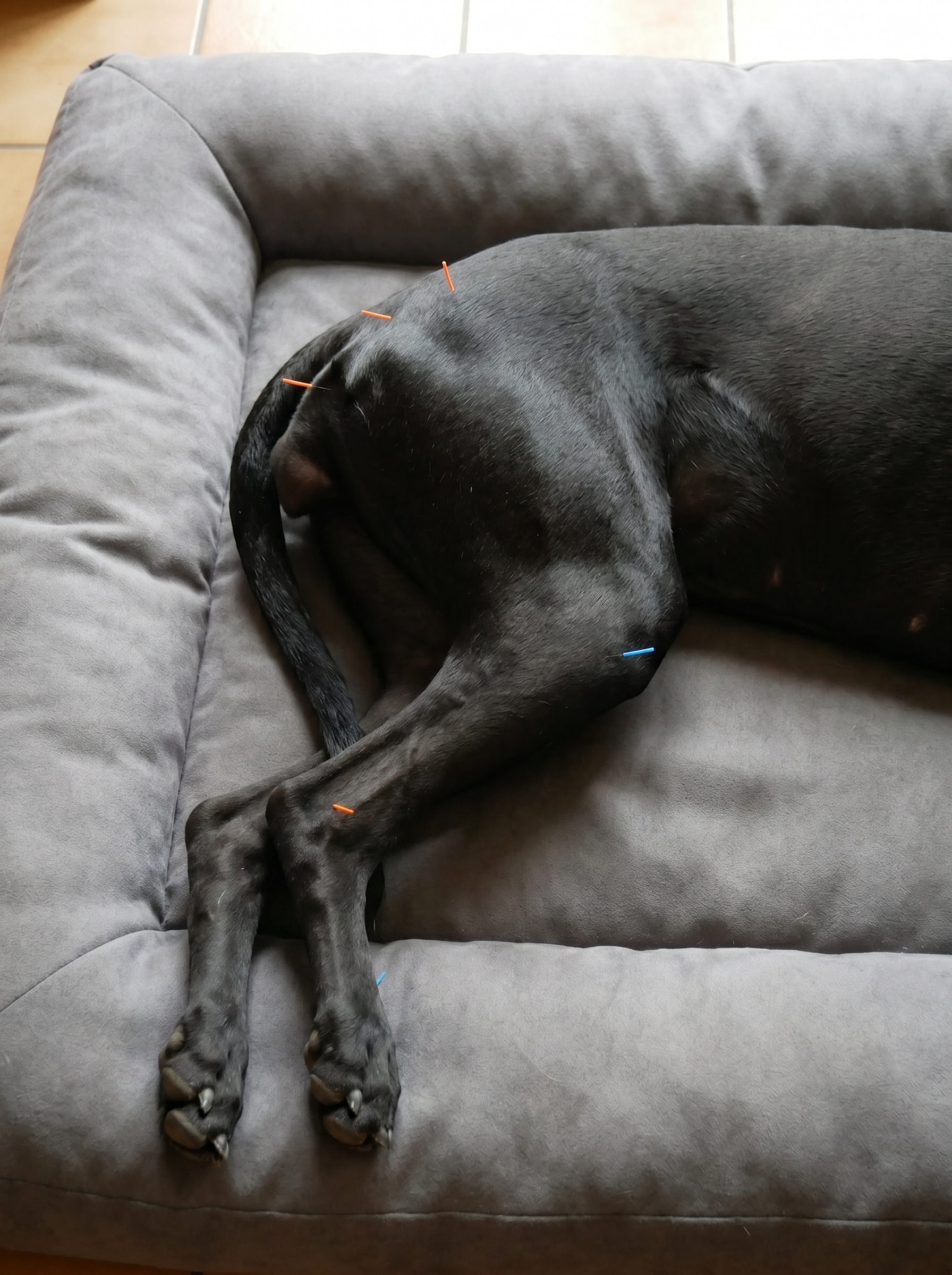 Hund mit Akupunkturnadeln
