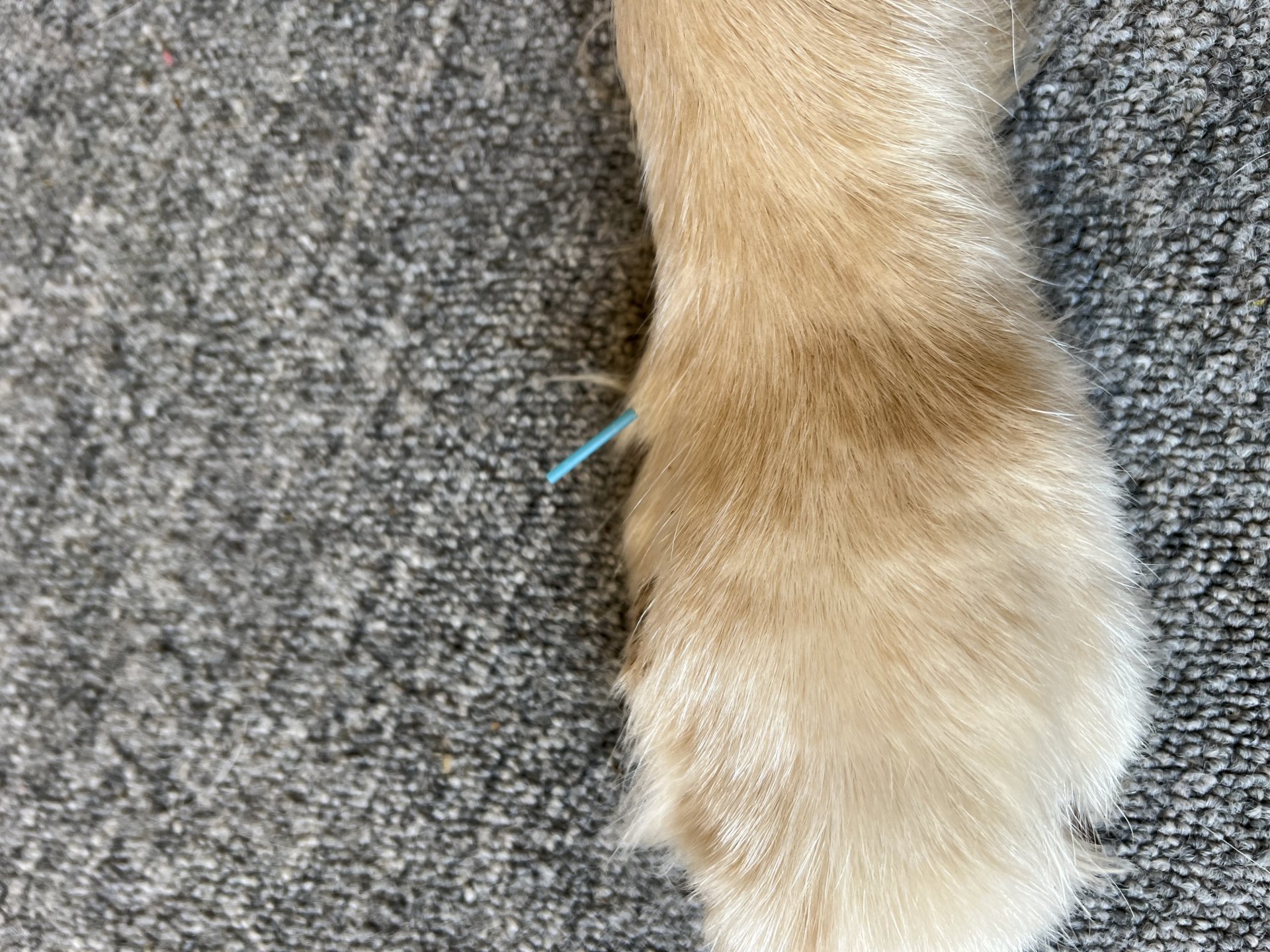 Hund mit Akupunkturnadeln