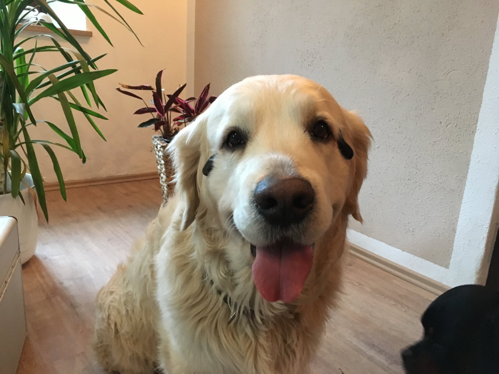 Blutegeltherapie am Pferd