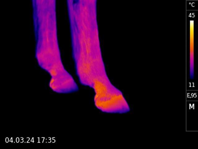 Vet-Thermografie
